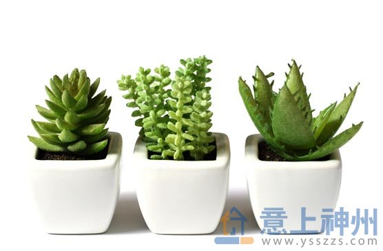 綠色盆栽祛除室內(nèi)異味