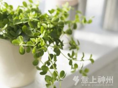  ���ͼ�ȩ������ �Gɫֲ����æ 