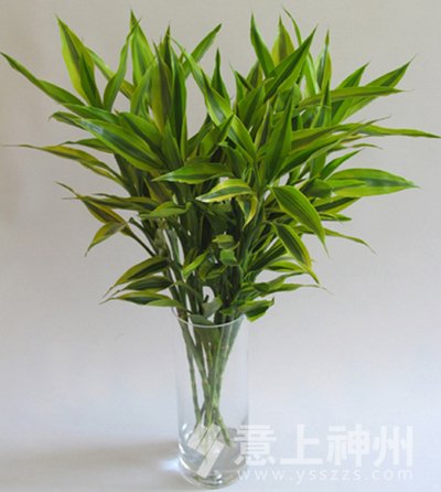 居家風(fēng)水,居家裝修,裝飾裝修,旺氣方風(fēng)水