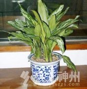 �Gɫֲ�1)���҃�(n��i)�h(hu��n)��ֲ��