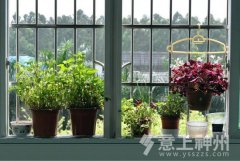 ������_��ֲ���Lˮ